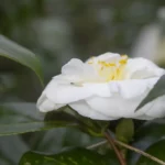 Camélia Japonica