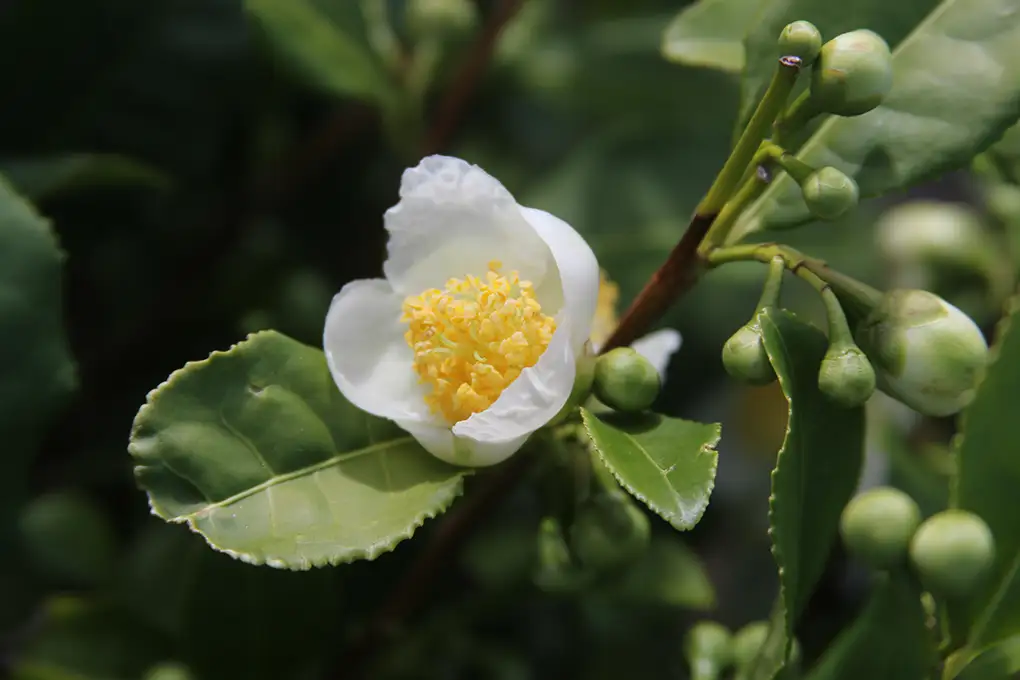 Fleur de Thé-du Camélia Sinensis en Bretagne